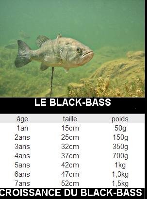 Black-Bass