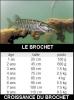 Brochet