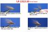 La Lulu (4)
