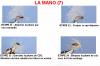 LA MANO (7)
