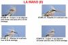 LA MANO (8)