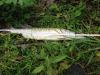 Le 23 Juin 2015 Brochet 46,5cm canal