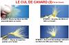 LE CUL DE CANARD (3)