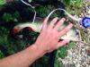 PERCHE 37cm Canal de l'Ourcq 24 JUILLET 2015
