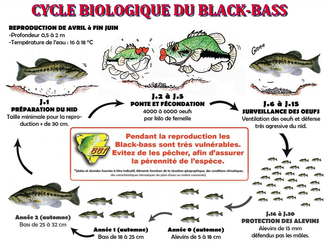 Reproduction Black-Bass