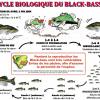 Reproduction Black-Bass