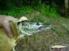 samedi-19-mai-2012-2-brochet-52cm-montevrain-77