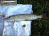 samedi-20-septembre-2008-2-brochet-36-5cm-lagny-sur-marne