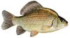 Qu'elle est ce poisson?