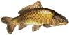 Qu'elle est ce poisson?