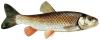 Qu'elle est ce poisson?