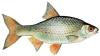 Qu'elle est ce poisson?