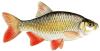 Qu'elle est ce poisson?