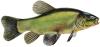 Qu'elle est ce poisson?